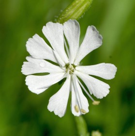Villás habszegfű - Silene dichotoma, Silene dichotoma, etnobotanika